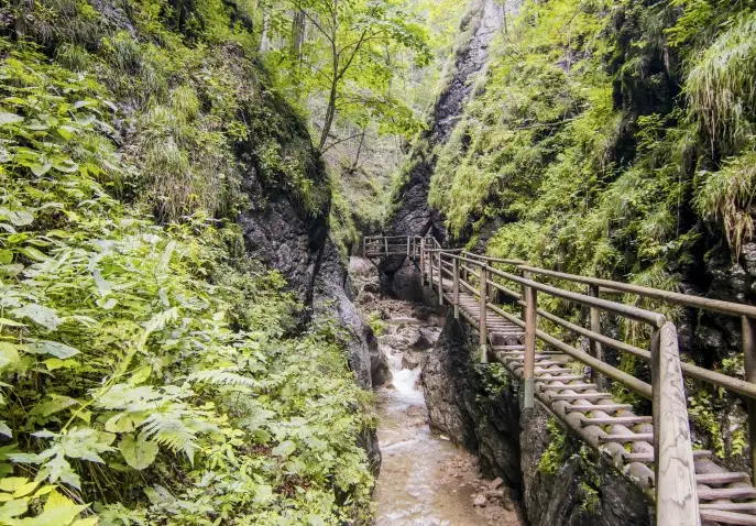 Hiking_in_the_forest_-_1