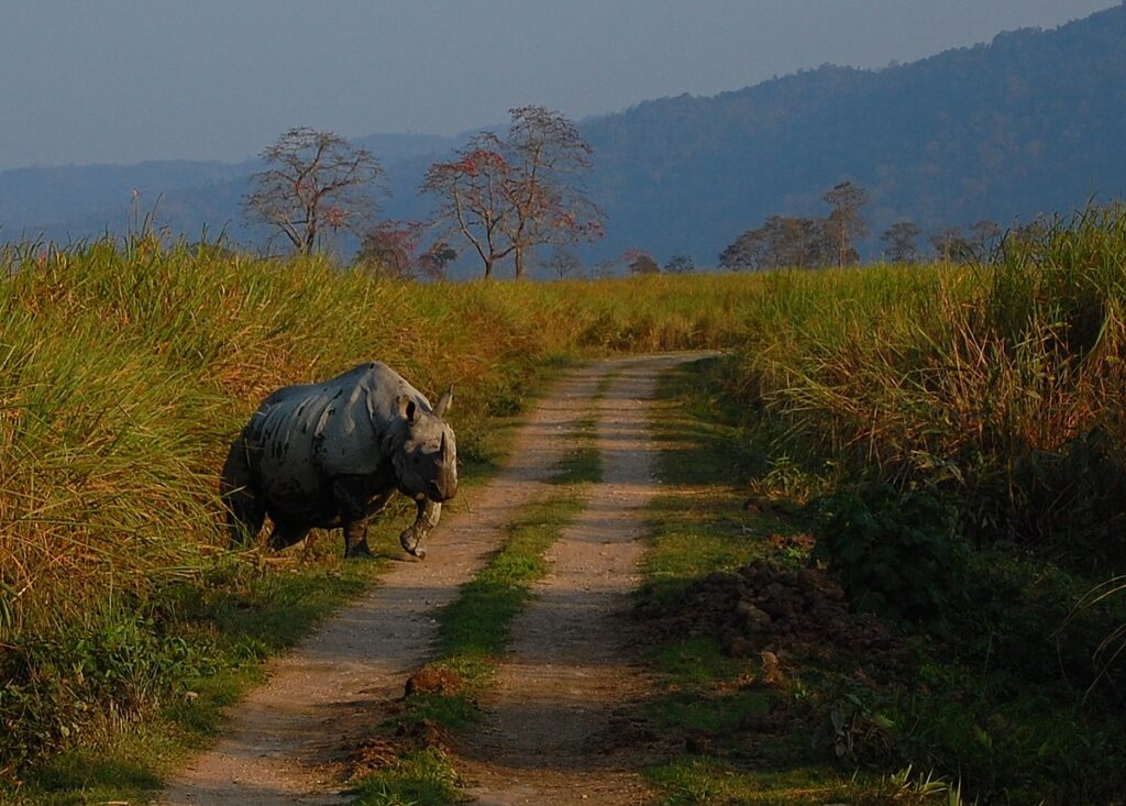 Rhino_at_Kaziranga