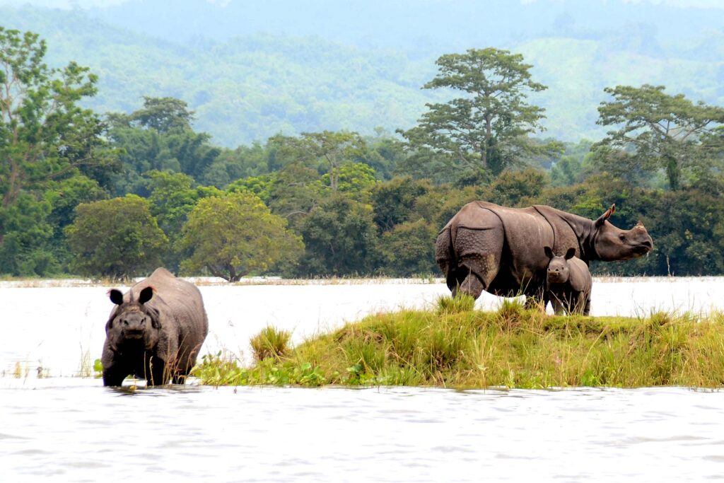 Rhinos_in_KNP